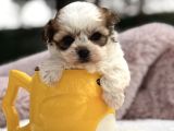 Mini Teacup Morkie Yavru