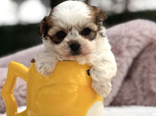 Mini Teacup Morkie Yavru görsel