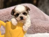 Mini Teacup Morkie Yavru
