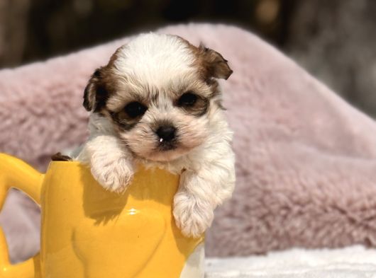Mini Teacup Morkie Yavru görsel