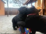 Black Showli̇ne Alman Kurdu Yarulari