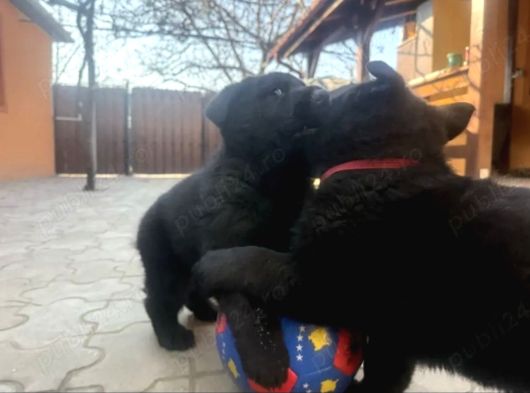 Black Showli̇ne Alman Kurdu Yarulari görsel