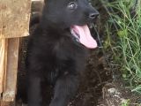 Black Showli̇ne Alman Kurdu Yarulari