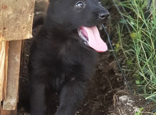 Black Showli̇ne Alman Kurdu Yarulari görsel