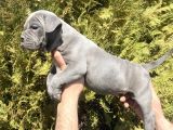 Abkc Scrli̇ Exoti̇c Bully Yavrular