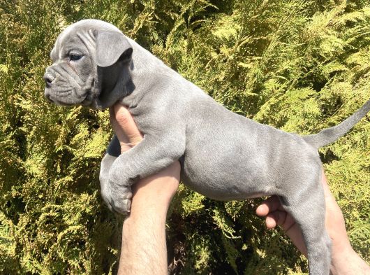 Abkc Scrli̇ Exoti̇c Bully Yavrular görsel