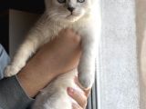 Tatlı Yavruya Yuva Arıyoruz