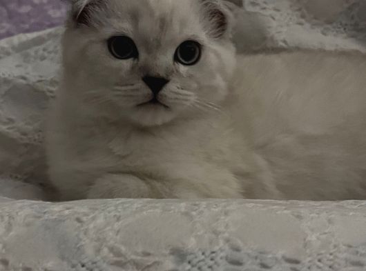 Tatlı Yavruya Yuva Arıyoruz