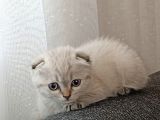Kaliteli Kedi Yavrularımız