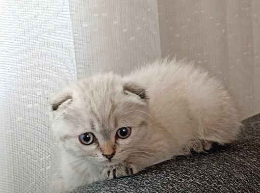 Kaliteli Kedi Yavrularımız görsel