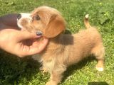 Ev vakinli maltipoo Bebeğim