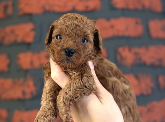 Aile sıcaklığında büyüyen poodle bebeklerim