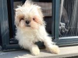 safkan dişi Shih-Tzu yavrumuz