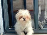 Safkan Dişi Shih-Tzu Yavrumuz