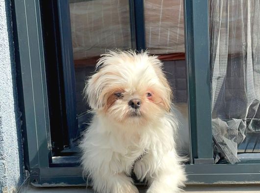 Safkan Dişi Shih-Tzu Yavrumuz görsel