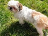Safkan Dişi Shih-Tzu Yavrumuz