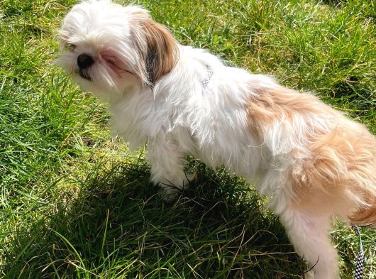 Safkan Dişi Shih-Tzu Yavrumuz görsel