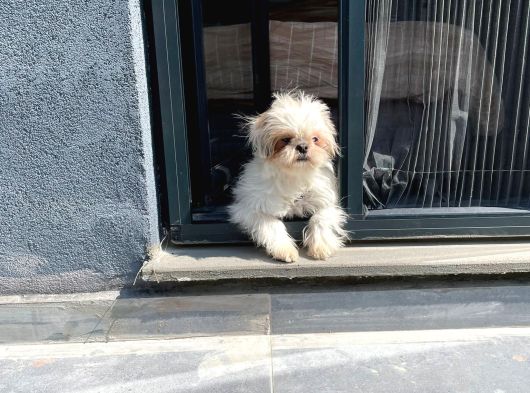 Safkan Dişi Shih-Tzu Yavrumuz görsel