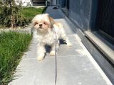 Safkan Dişi Shih-Tzu Yavrumuz
