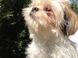 Safkan Dişi Shih-Tzu Yavrumuz