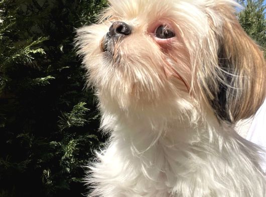Safkan Dişi Shih-Tzu Yavrumuz görsel