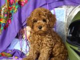 Mükemmel a kalite toy poodle Yavrularımız