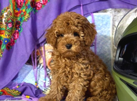 Mükemmel A Kalite Toy Poodle Yavrularımız