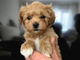 MALTİPOO CİNSİ YAVRULAR EV ÜRETİMİ