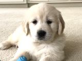 Babyface golden