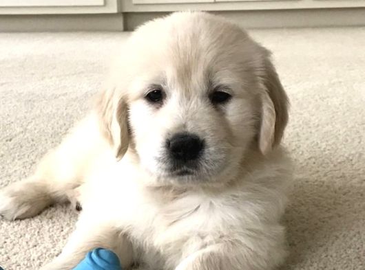 Babyface Golden