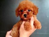 A Kalite Ev Üretimi Toy Poodle Yavrular