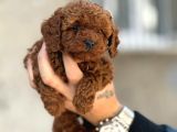 Mükemmel a kalite toy poodle yavrulrımız