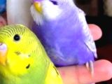 Yeni Yeme Düşen Muhabbet Yavrular Eğitime Hazır