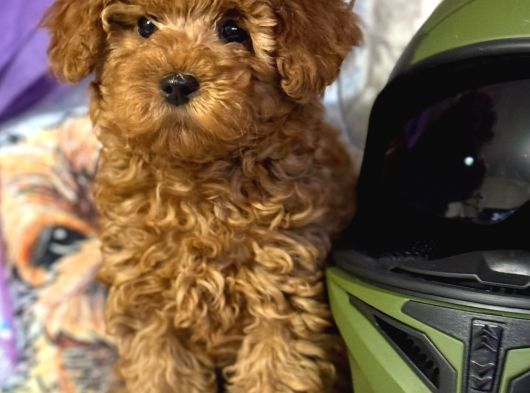 Mükemmel A Kalite Toy Poodle Yavrularımız görsel