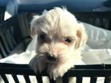 2 Aylık Erkek Malties Terrier