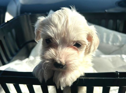 2 Aylık Erkek Malties Terrier görsel