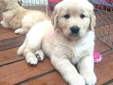 Babyface Golden