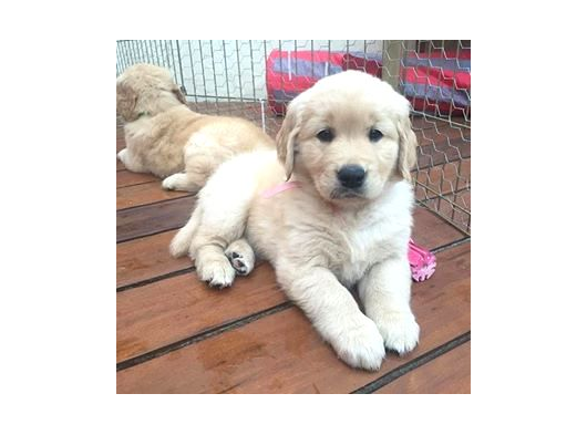 Babyface Golden görsel