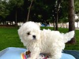 A Kalite Kore Maltese Yavrular