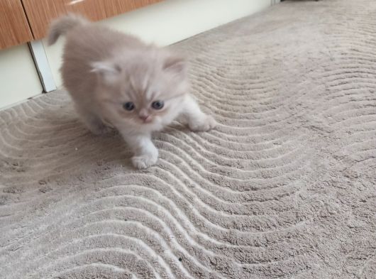 Bakmadan Geçme Çok Şey Kaçirirsin Bebi̇şler Burda görsel