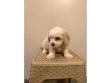 Mini boy maltese yavrularımız