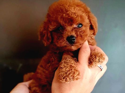 A Kalite Toy Poodle Yavrular görsel