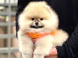 Ayı teedy POMERRİAN BOO SEVİMLİ YAVRULAR