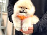 Ayı Teedy Pomerri̇an Boo Sevi̇mli̇ Yavrular