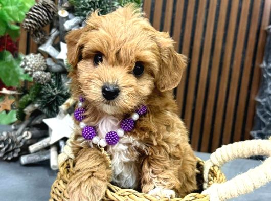 Kahve Tonlu Malti̇poo Ci̇nsi̇ Yavrular