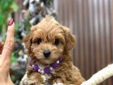 Kahve Tonlu Malti̇poo Ci̇nsi̇ Yavrular