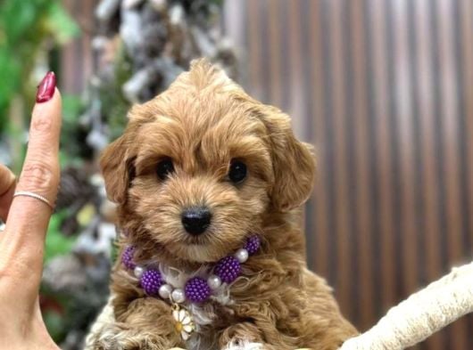 Kahve Tonlu Malti̇poo Ci̇nsi̇ Yavrular görsel
