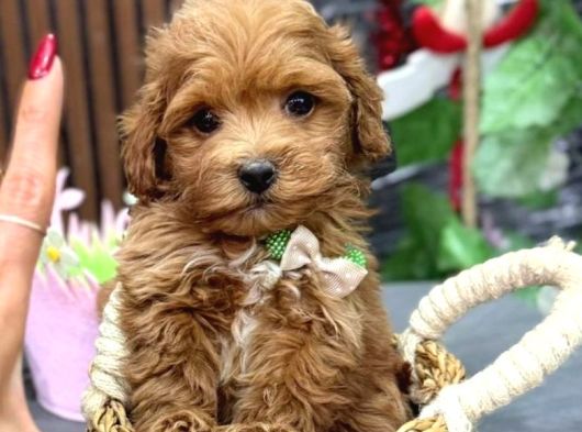 Kahve Tonlu Malti̇poo Ci̇nsi̇ Yavrular görsel