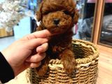 Toy Poodle Sevi̇mli̇ Yavrular Ev Üreti̇mi̇
