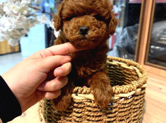Toy Poodle Sevi̇mli̇ Yavrular Ev Üreti̇mi̇ görsel
